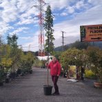 Ambrovník styraxový (Liquidambar Styraciflua) - výška 250-300 cm, obvod kmeňa 6/8 cm, kont. C30L - NA KMIENKU
